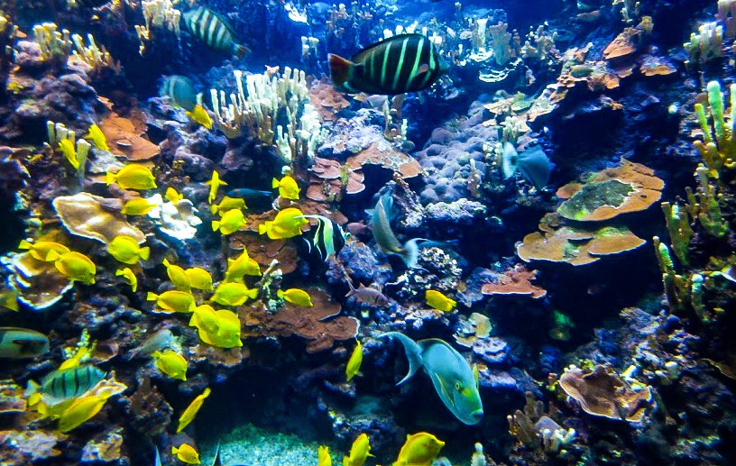 海洋汚染対策のため サンゴ礁 への有害性が指摘される物質を含む日焼け止めの販売を禁止 施行は21年から ハワイ州観光局ニュース Allhawaiiオールハワイ