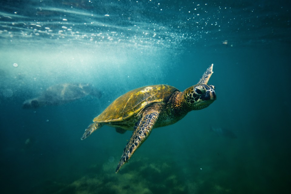 ハワイ渡航前にチェック ハワイで海洋生物に出会ったらどうするべき ハワイ州観光局ニュース Allhawaiiオールハワイ
