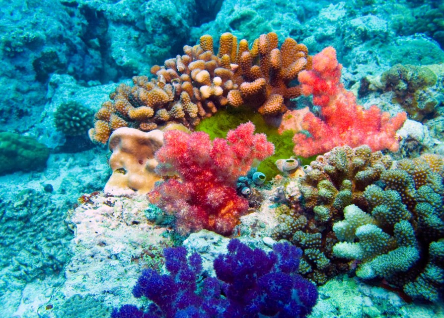 1057 珊瑚 サンゴ fkip.unmul.ac.id