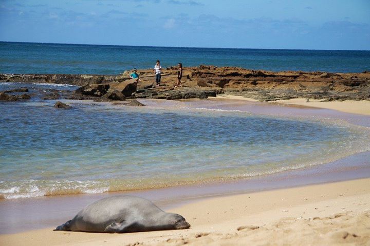 ハワイアン モンクシールに出会った Allhawaiiオールハワイ