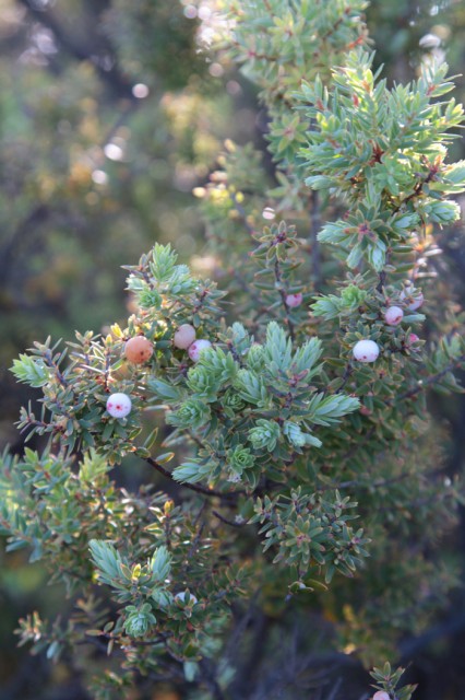 クリスマスの植物 Allhawaiiオールハワイ