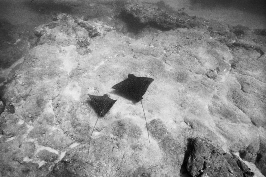 オアフ島在住の水中写真家、Katharine Kollmanが撮影するフリーダイバーの神秘の世界
