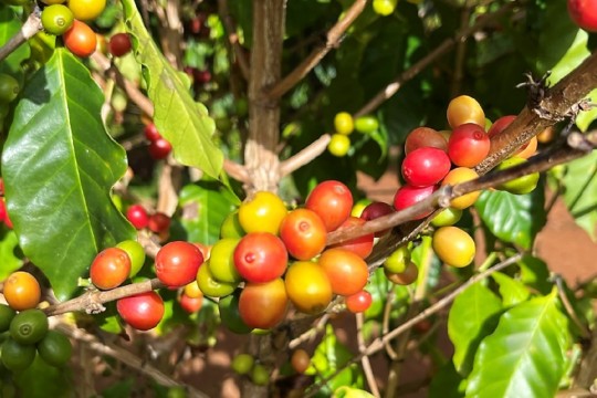 【ハワイ産コーヒーの歴史】始まりはオアフ島！コーヒーの木に囲まれてコーヒーを飲もう