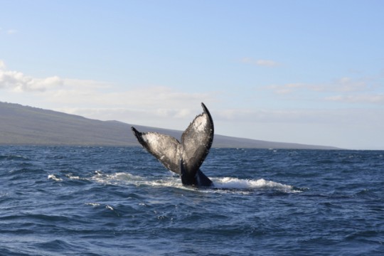 THINGS@Maui Nui #2 Whale