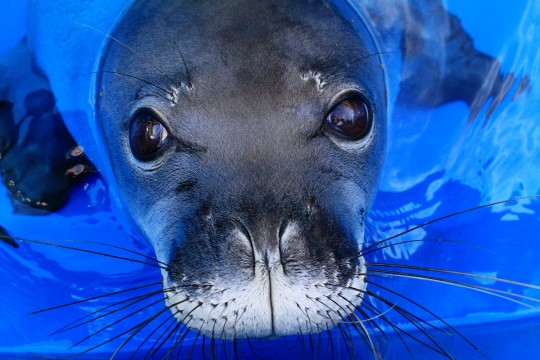 アメリカで2番目に長い歴史のある公立水族館、ワイキキ・アクアリウムへ太平洋の海洋生物に会いに行こう♪