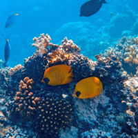 サンゴ礁を保護するには？