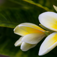 ハワイの自然保全と文化継承の活動支援プログラム