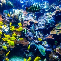 海洋汚染対策のため、サンゴ礁への有害性が指摘される物質を含む日焼け止めの販売を禁止。施行は2021年から。
