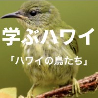 【学ぶハワイ】ハワイの鳥を学ぼう