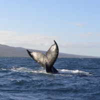 THINGS@Maui Nui #2 Whale