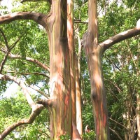 ALOHA ʻĀina@Maui nui #12 Rainbow Eucalyptus