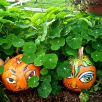 THINGS@Maui Nui #10 Happy Halloween Pumpkin Patch at Kula Country Farm