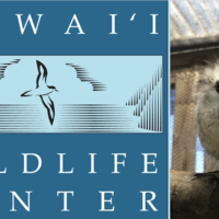 ハワイ中の野生動物を保護するハワイ・ワイルドライフ・センター！傷ついた動物たちを癒す驚異のゴッドハンドたち