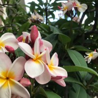 女性の幸せを願うハワイの花！プルメリアのコスメ