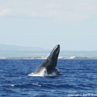 この世で最も美しいブルーを見に　Whale Watching- Star of Honolulu-