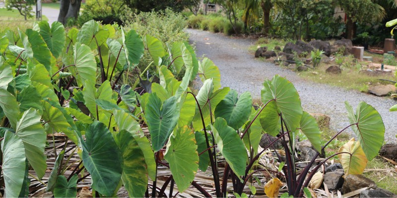 16th Annual Mālama Hāloa Kalo Festival & Symposium