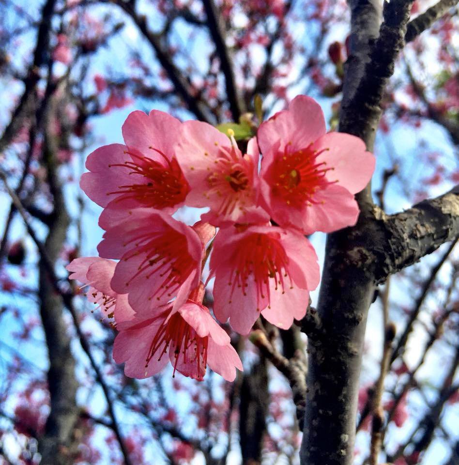 The 32nd Waimea Cherry Blossom Heritage Festival