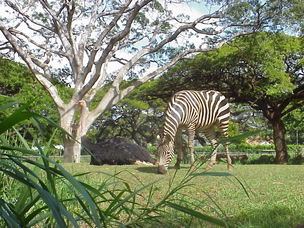 1 ホノルル動物園の写真 アルバム Allhawaii