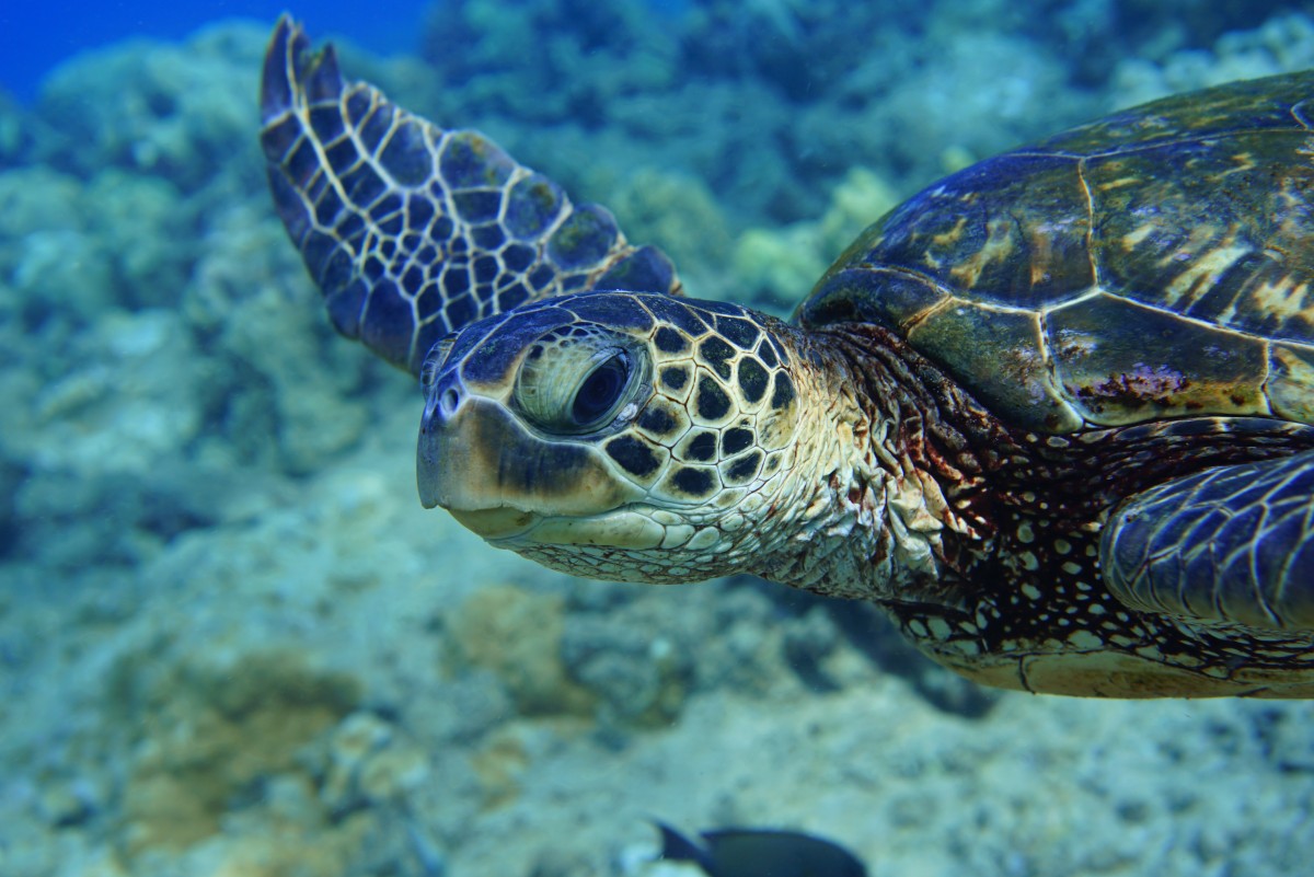 オアフ島 ウエストサイドでダイビング ハウオリ オーシャンスタイル Allhawaiiオールハワイ