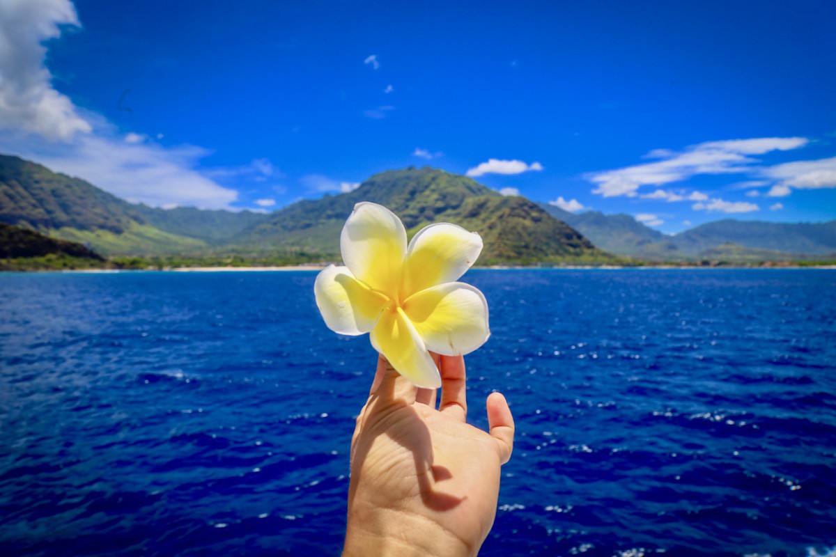 ハワイアンに受け継がれる フナの7原則 をご存知ですか ドルフィン ユー Allhawaiiオールハワイ