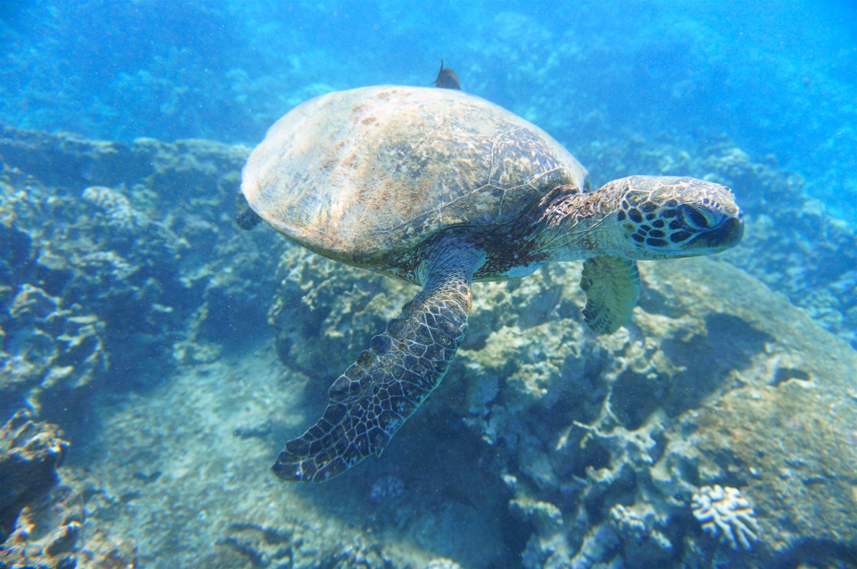 ウミガメパラダイス イルカ大学 ワイキキカメ大学 マンタ大学 Allhawaiiオールハワイ