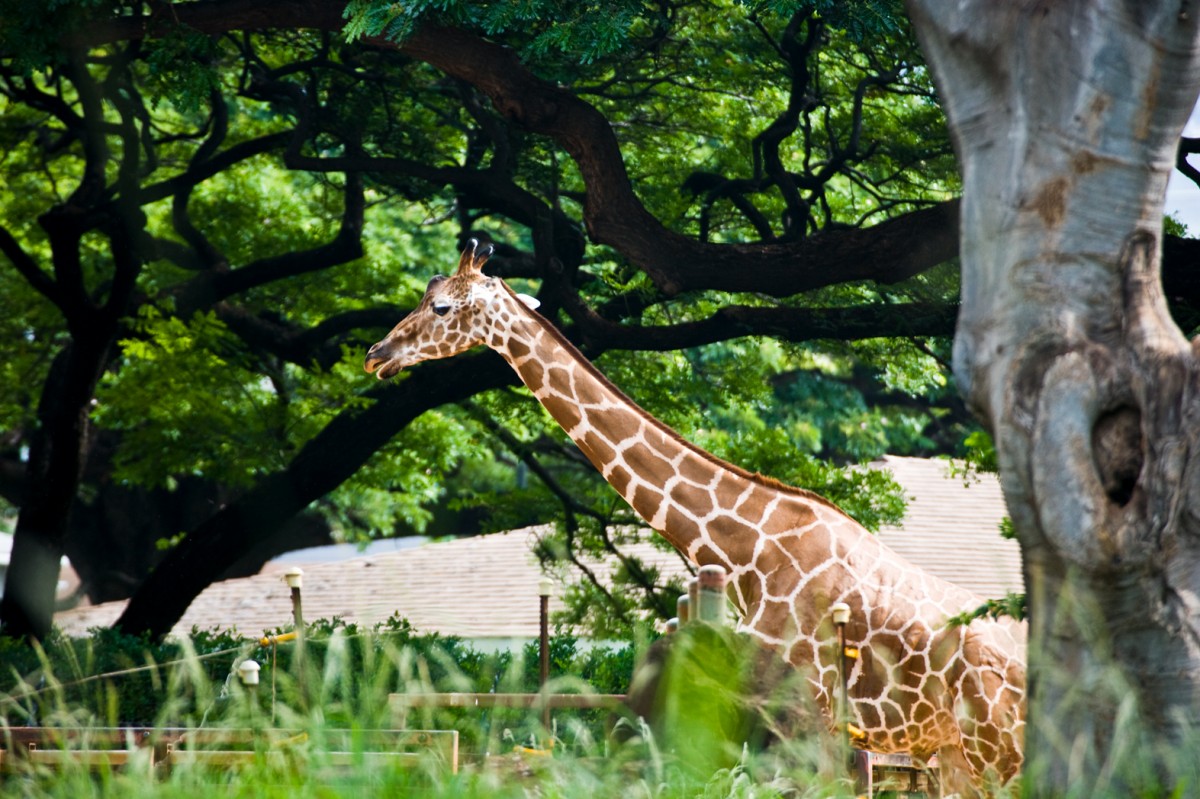 家族でハワイ 自宅から徒歩0分 バーチャル ホノルル動物園に行こう Allhawaiiオールハワイ