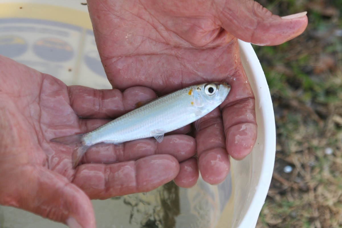 ハワイで防波堤釣りを楽しもう Allhawaiiオールハワイ