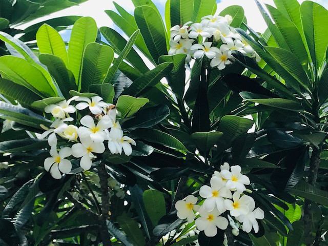 女性の幸せを願うハワイの花 プルメリアのコスメ Allhawaiiオールハワイ