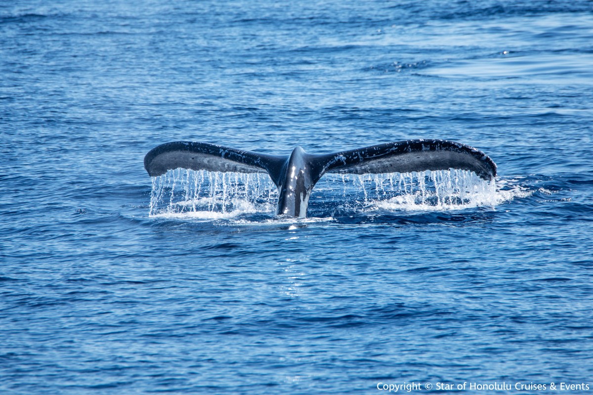 この世で最も美しいブルーを見に Whale Watching- Star of Honolulu-｜allhawaiiオールハワイ