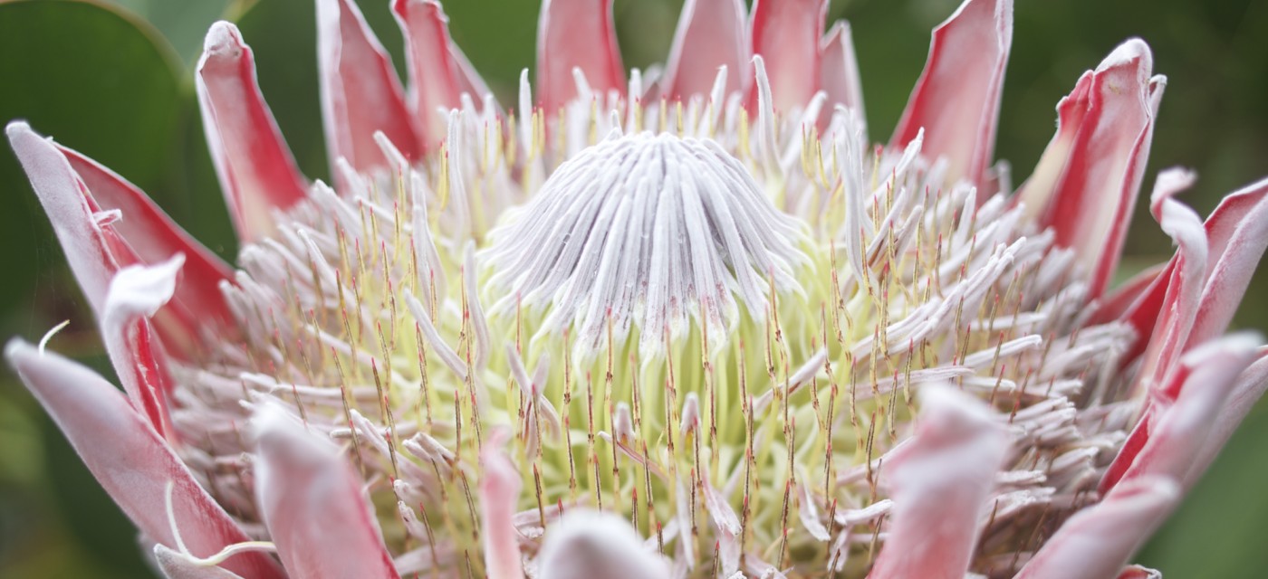 クラ植物園 ハワイの 遊ぶ 体験する Allhawaiiオールハワイ