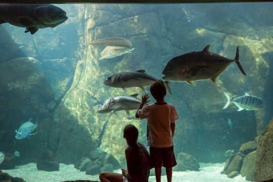 ワイキキ水族館