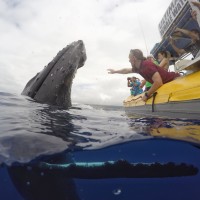 Ultimate Whale Watch and Snorkel