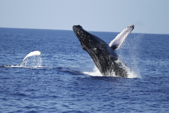 冬だけのスペシャルツアー、ハワイで野生のクジラと出会うホエールウオッチングツアー！