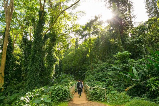 緑豊かなハワイの大自然を体験する新アクティビティ・ブランド 「ネイチャー＆ユー」が登場
