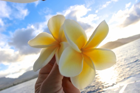 ハワイ旅行で覚えておきたいハワイ語ベスト5