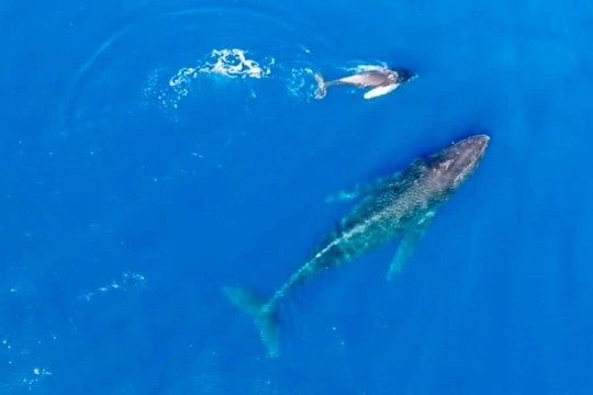 クジラの声も聞けるよ❤︎クジラウオッチングツアー in Hawaii