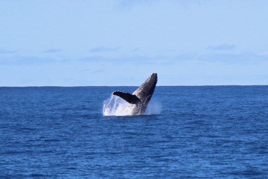 こんなの初めてー！楽園ハワイの海で一斉にクジラがジャンプ！