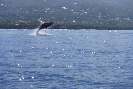 ザトウクジラの大ジャンプ！