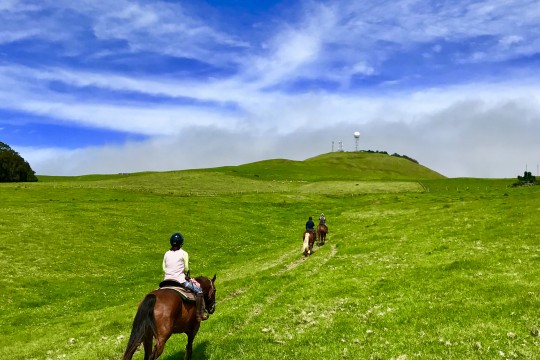 広々した草原地帯を行く! コハラ高原乗馬ツアー