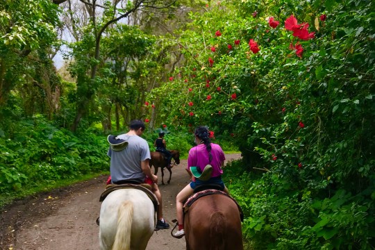 ワイピオ渓谷を馬に乗って巡る乗馬ツアー