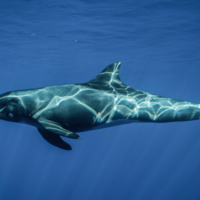 ゴンドウクジラと泳ぐ体験