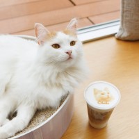 猫ラテアートがかわいいキャットカフェ・モフのアラモアナ店がオープン！