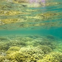 海の生き物たち Part 1：サンゴ