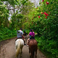 ワイピオ渓谷を馬に乗って巡る乗馬ツアー